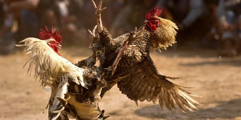 Đá gà Philippines 8XBET